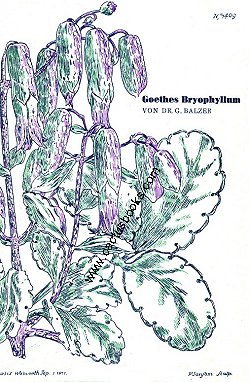 Ein Beitrag zu seiner Pflanzenmorphologie. Berlin-Kleinmachnow (1949). 88 S., 1 Zeichn., Nachdr., Pp., 14 x 20 cm, 170 g, (2)